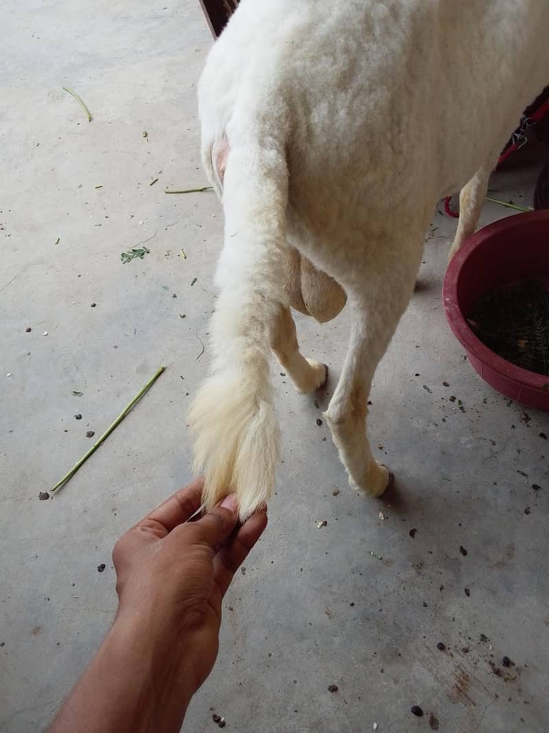 dumba sheep 6