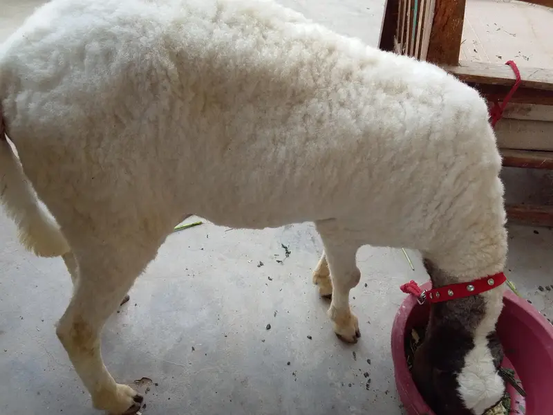 dumba sheep — photo 8