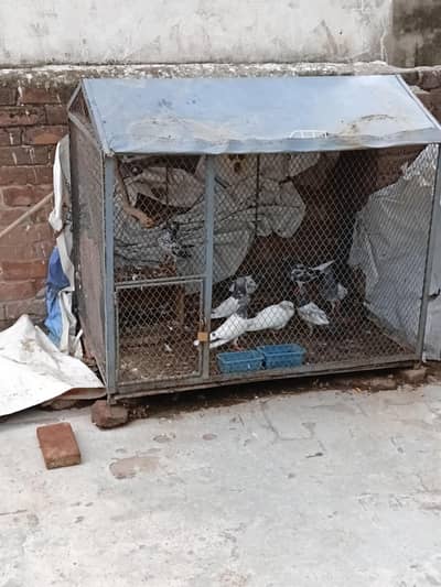 cage for sale