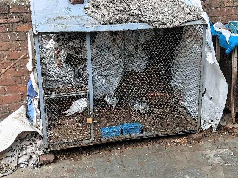 cage for sale — photo 2