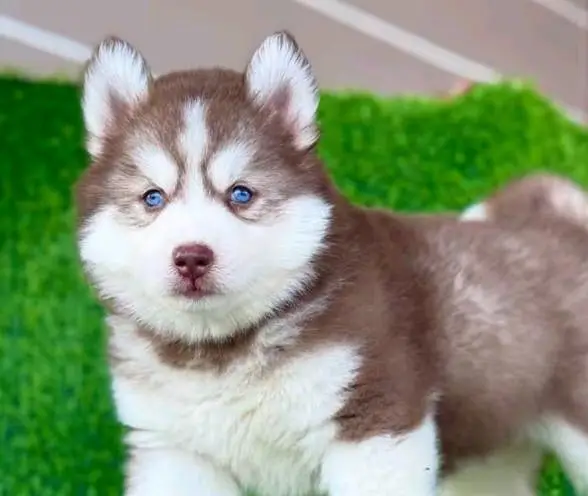 Siberian husky fore sale — photo 2