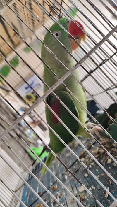 kashmiri raw pair for sale