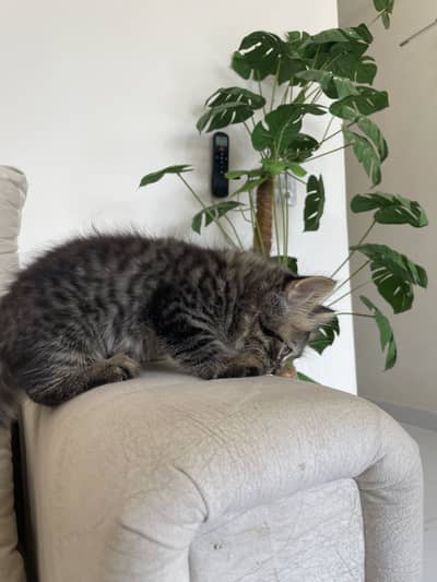 High quality Persian breed cat for sale kitten 3 month