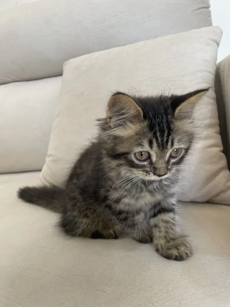 High quality Persian breed cat for sale kitten 3 month — photo 2