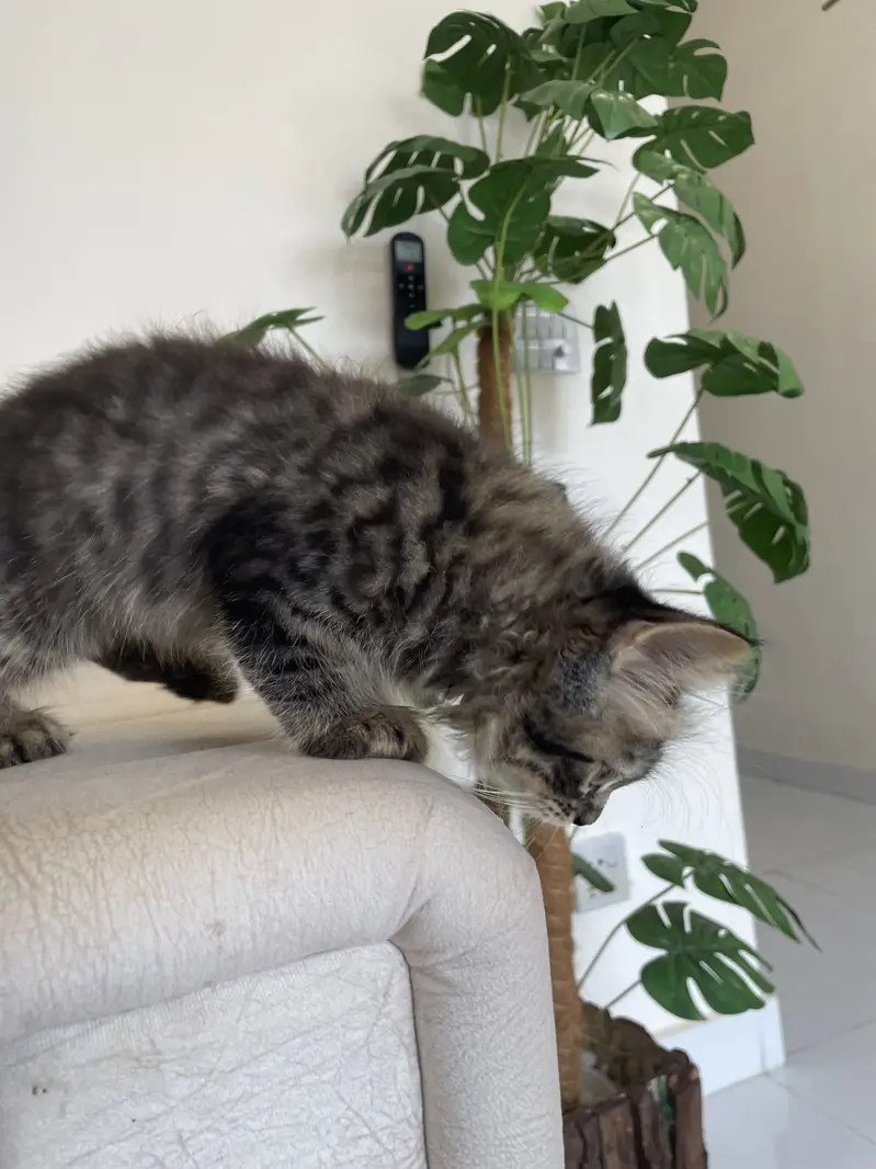 High quality Persian breed cat for sale kitten 3 month — photo 3