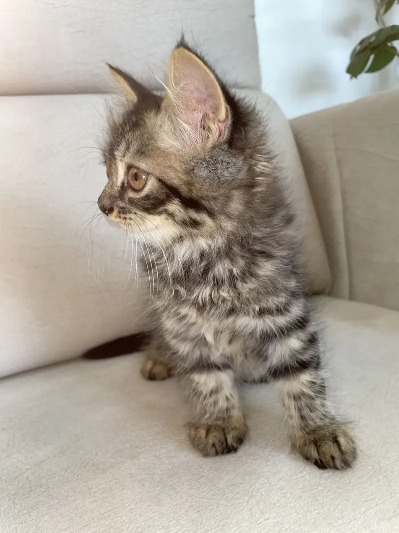 High quality Persian breed cat for sale kitten 3 month — photo 4