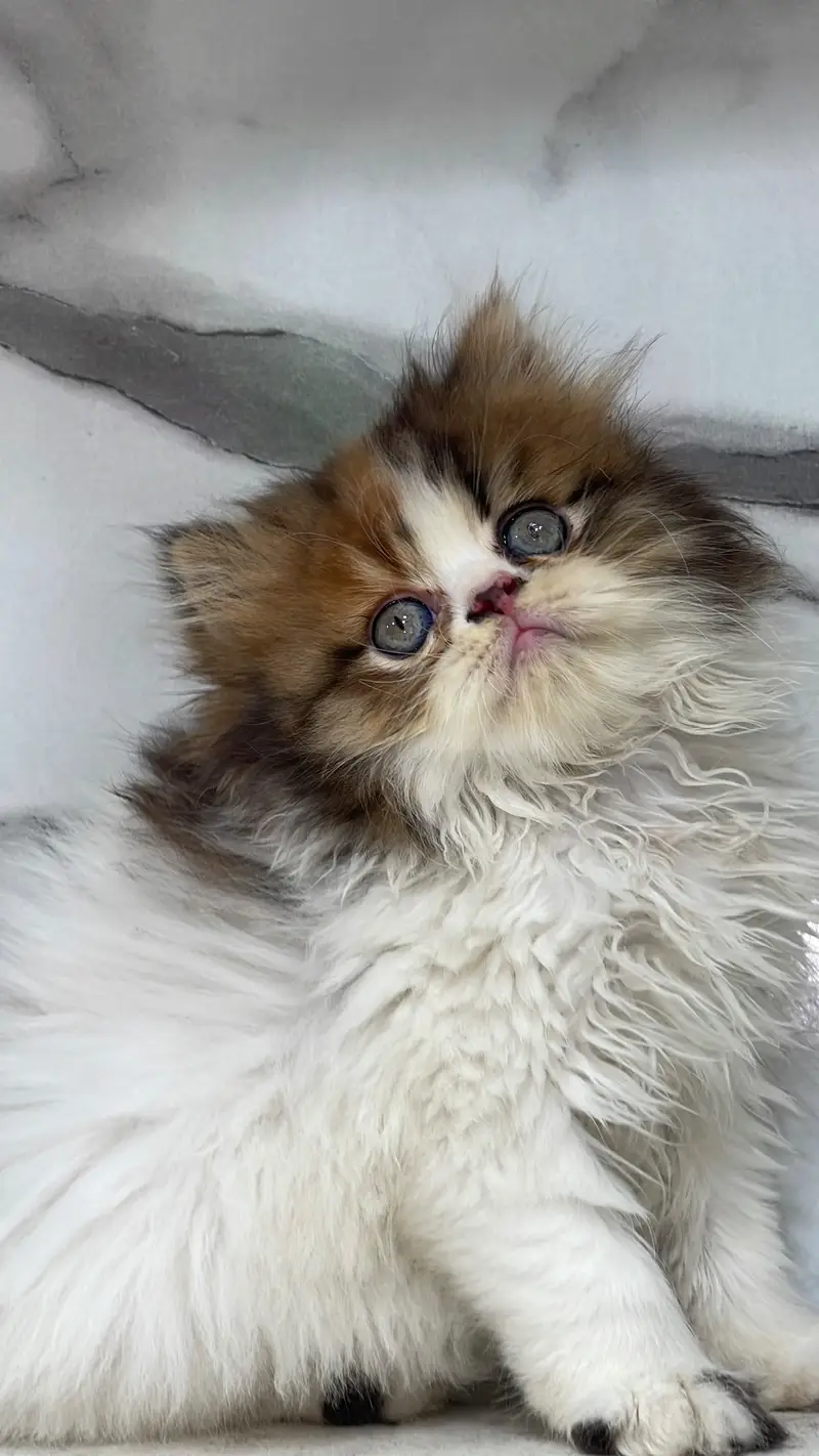 White Persian Kittens/Triple coated/blue eyes/Cats/Male/Female — photo 2