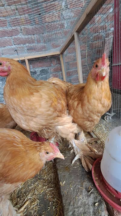 6 Golden Buff Hens – 4 Months Old – Ready to Lay – Healthy Layers