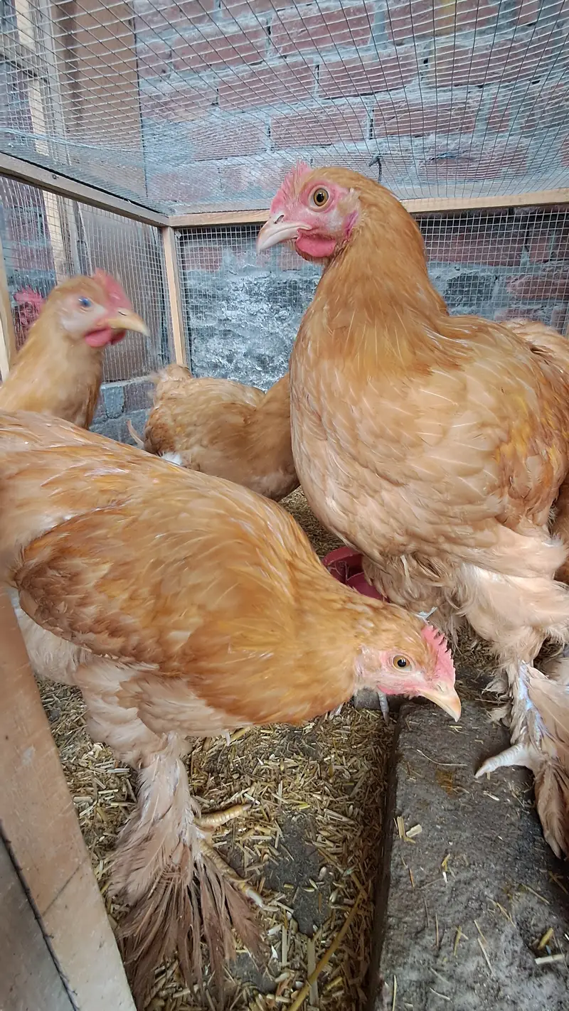 6 Golden Buff Hens – 4 Months Old – Ready to Lay – Healthy Layers — photo 2