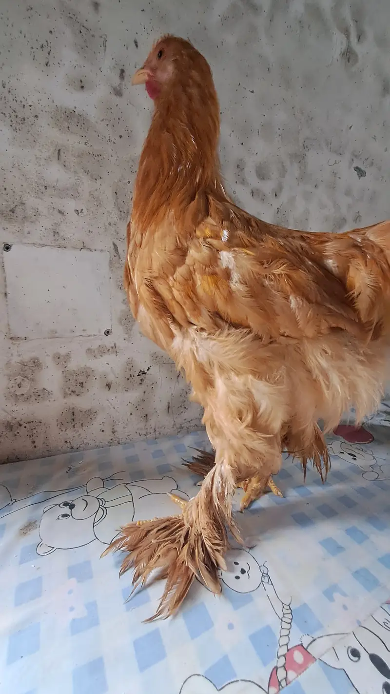 6 Golden Buff Hens – 4 Months Old – Ready to Lay – Healthy Layers — photo 3