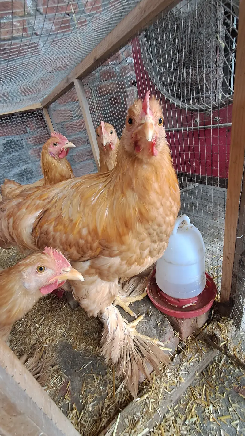 6 Golden Buff Hens – 4 Months Old – Ready to Lay – Healthy Layers — photo 4