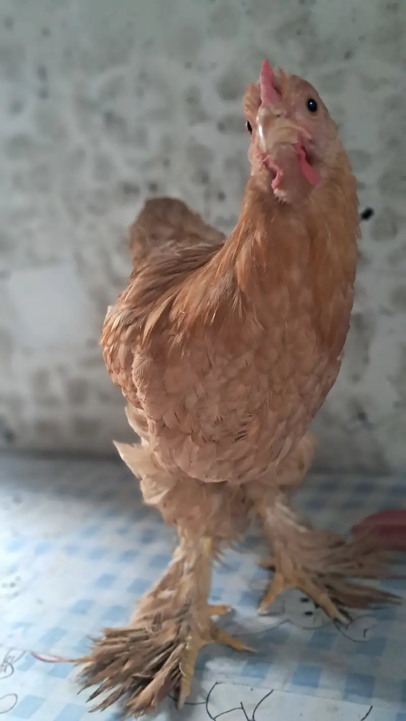 6 Golden Buff Hens – 4 Months Old – Ready to Lay – Healthy Layers — photo 5