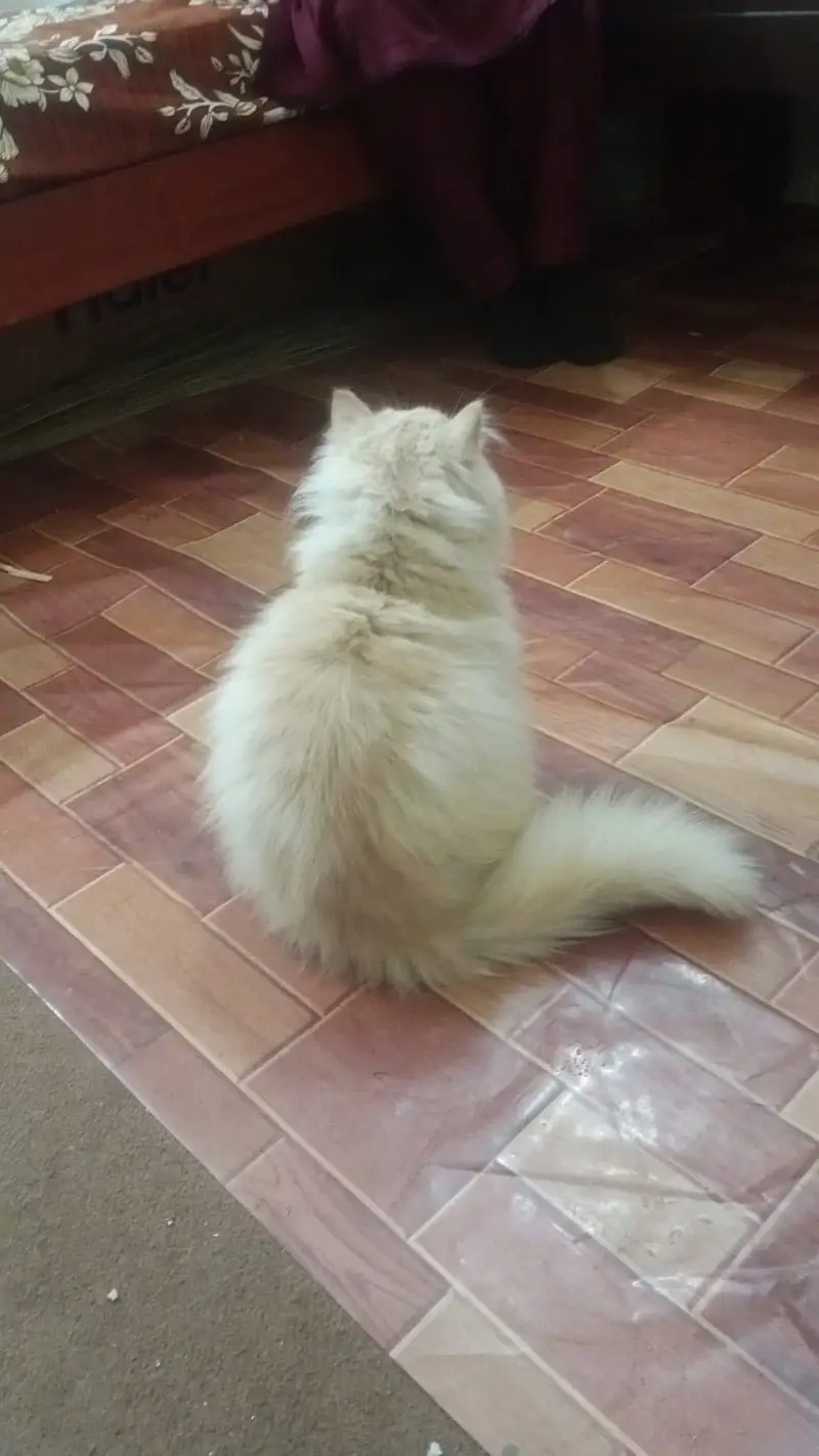 Beautiful Male Persian Cat – 10 Months Old | Vaccinated | Healthy — photo 2