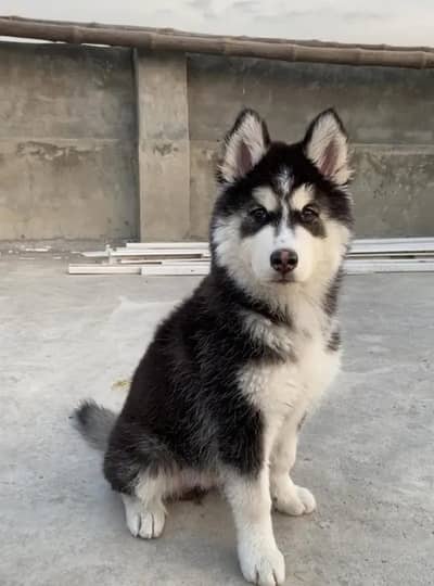 Siberian Husky | husky dog | wooly coated husky | husky puppy
