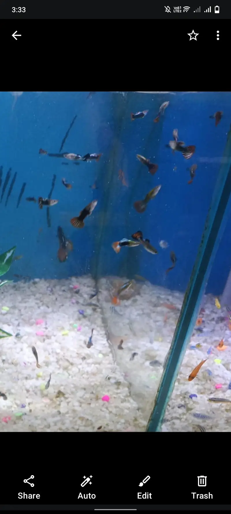Guppy