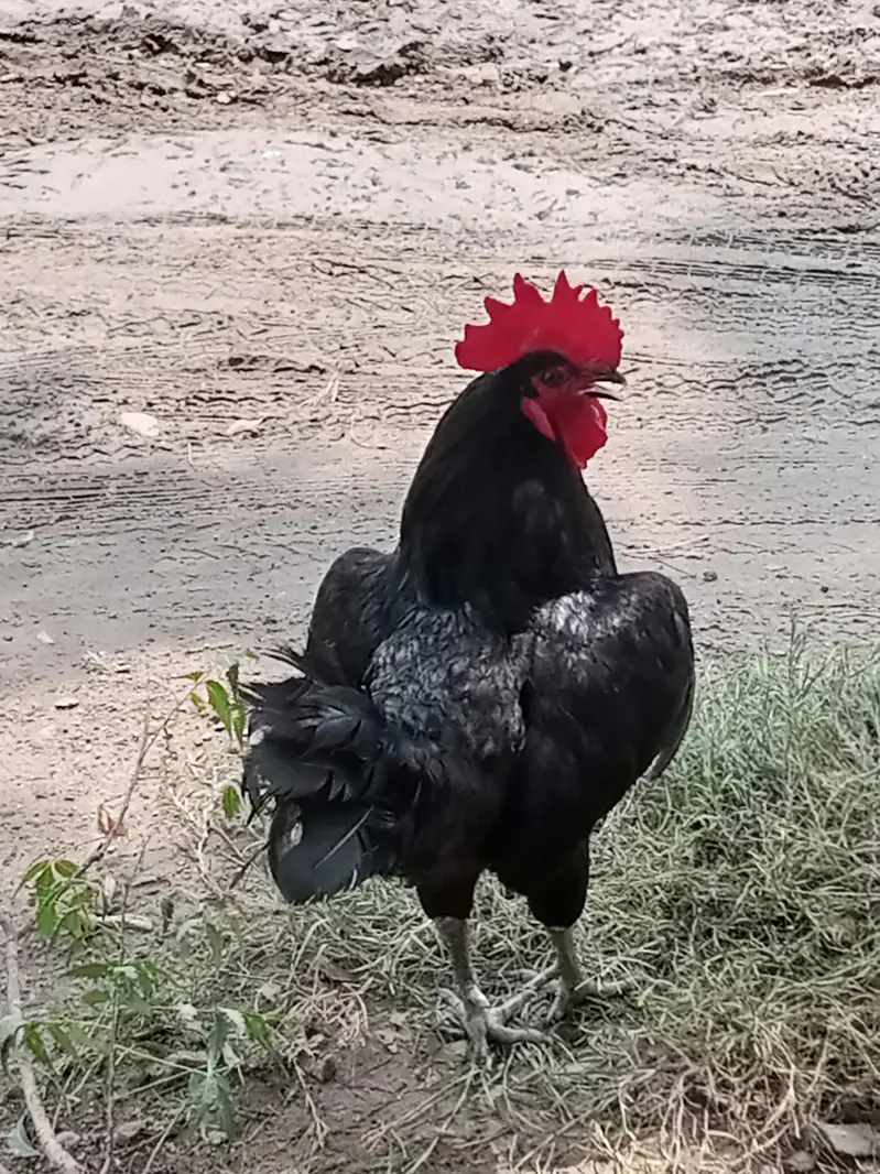 astrolop murga hai ghar ka pla howa — photo 2