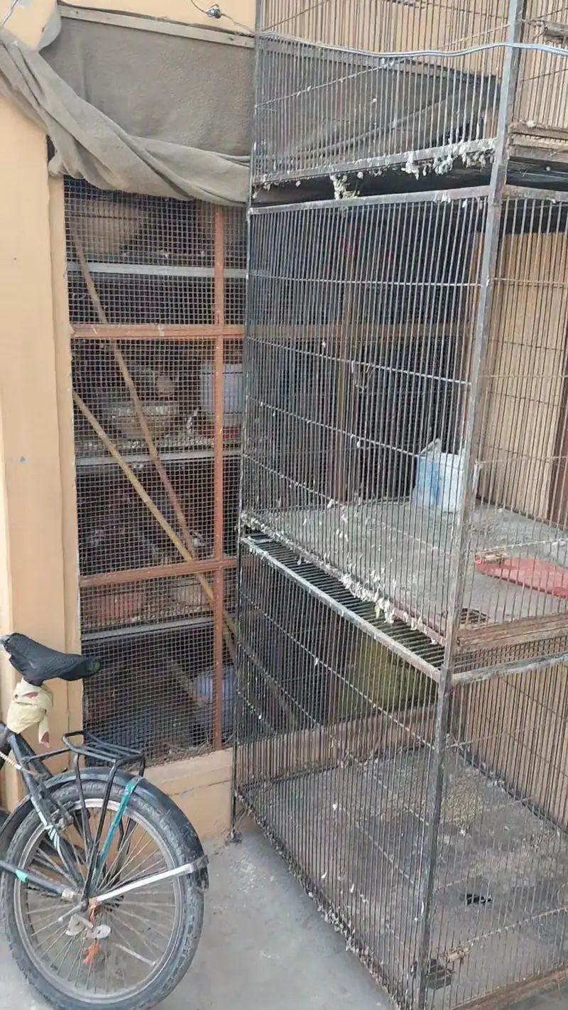Raw parrot cages — photo 2