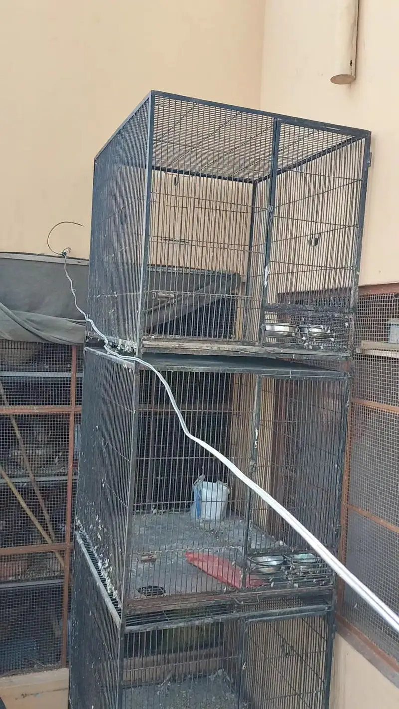 Raw parrot cages — photo 3