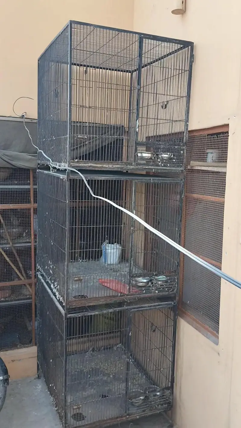 Raw parrot cages — photo 5