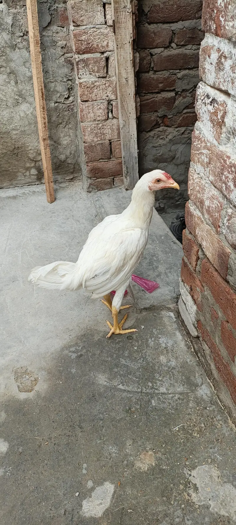 white aseel pure aseel — photo 2