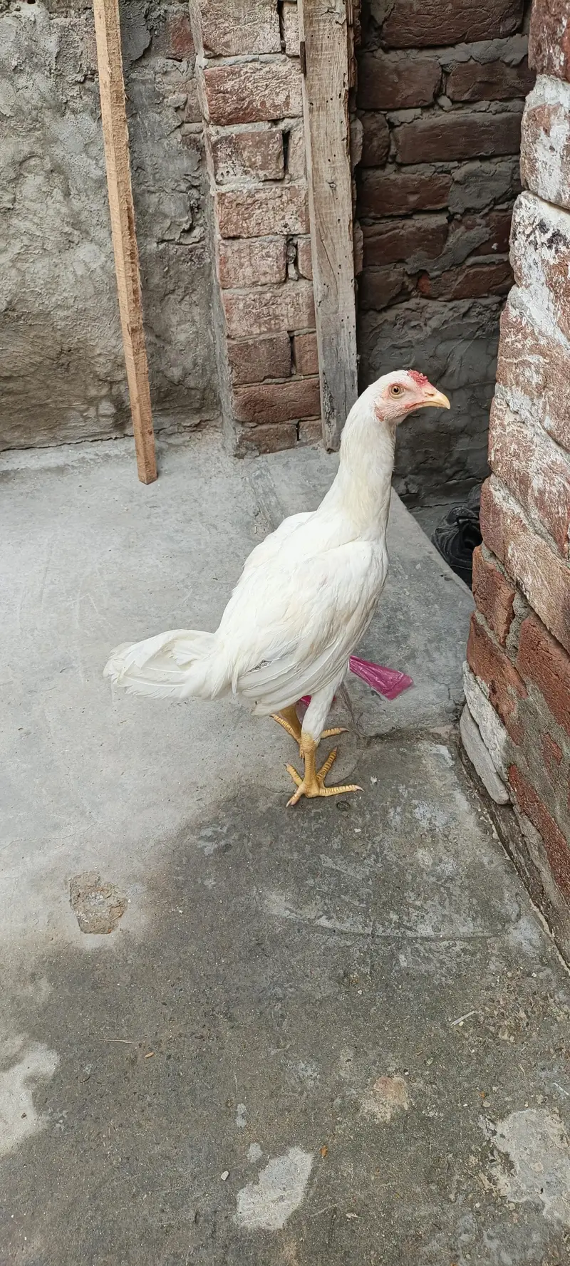 white aseel pure aseel — photo 3