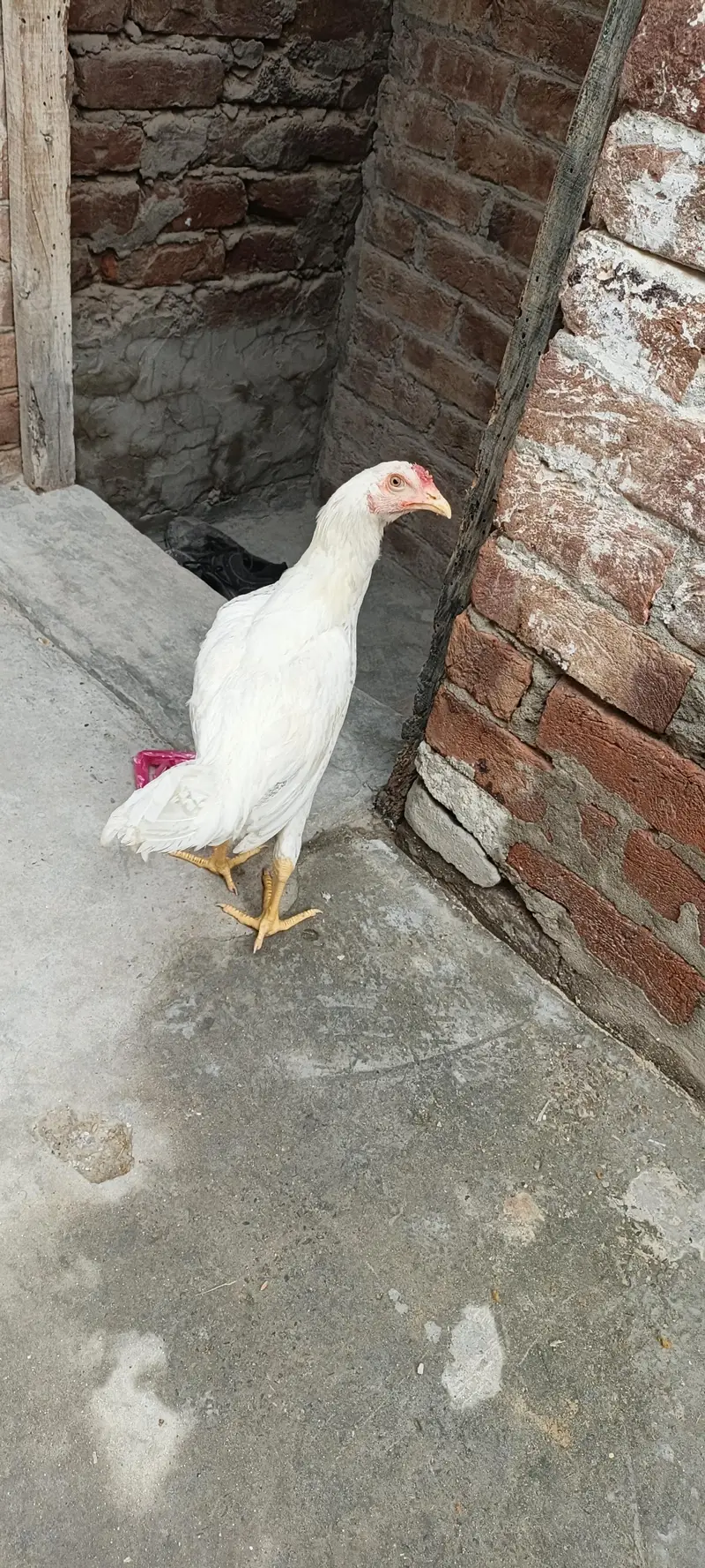 white aseel pure aseel — photo 4