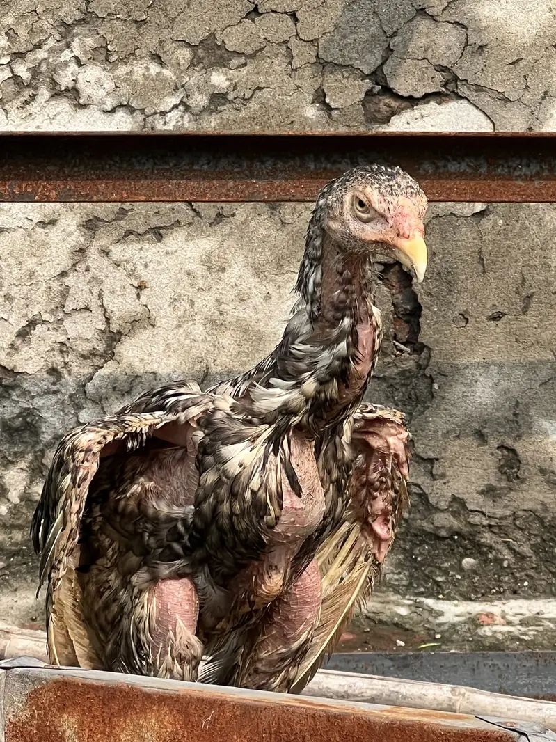 Dragon aseel — photo 6