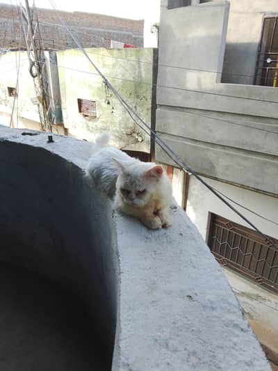 Persian male peki face with 3rd coat