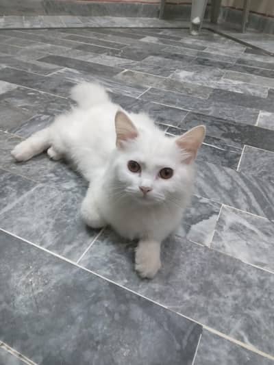 Beautiful & Fully Trained White Persian Female Cat for Sale