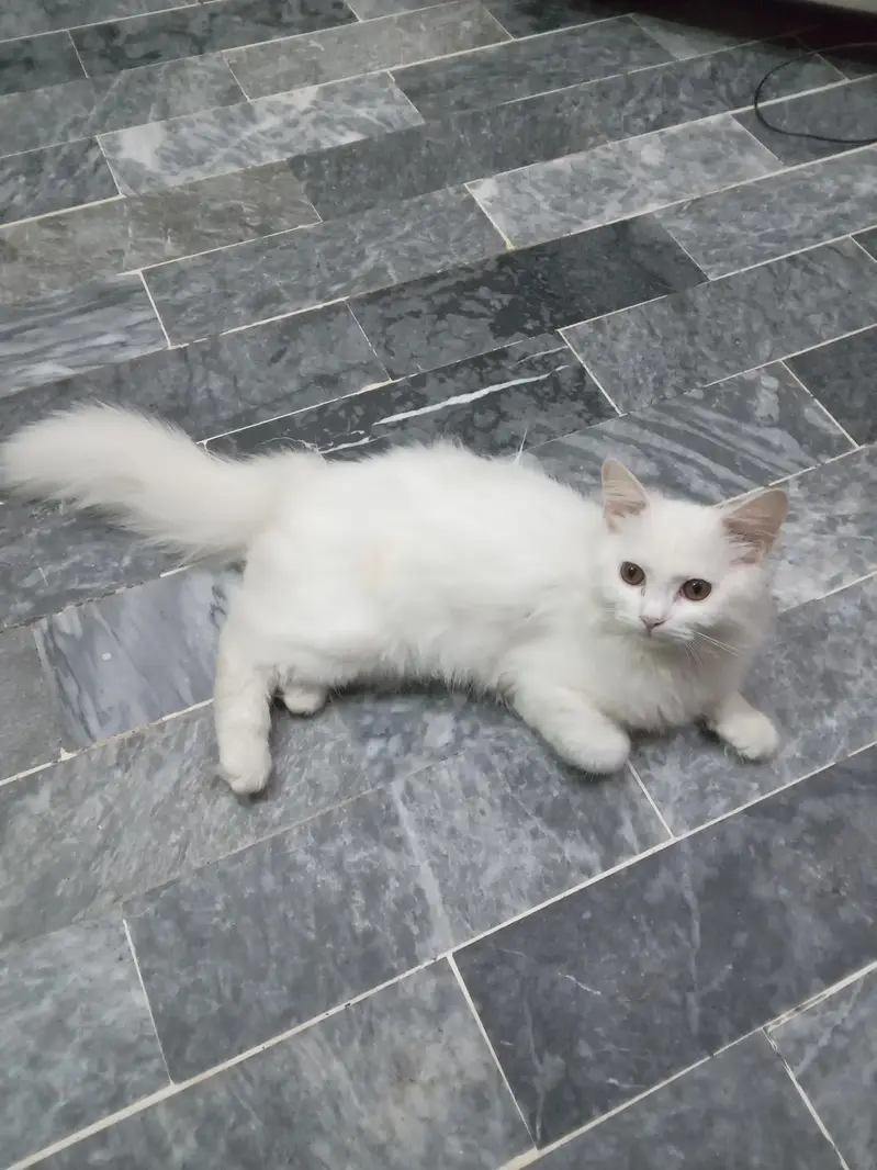 Beautiful & Fully Trained White Persian Female Cat for Sale — photo 2