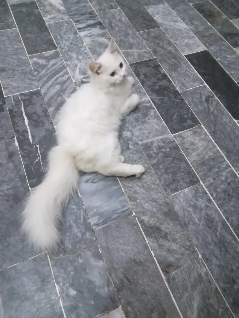 Beautiful & Fully Trained White Persian Female Cat for Sale — photo 3