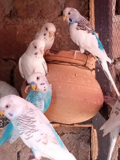 Budgies Parrot