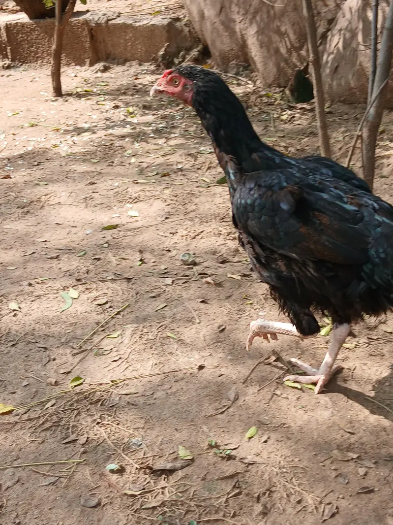 Aeel   heera pathay and black aseel  hen — photo 2