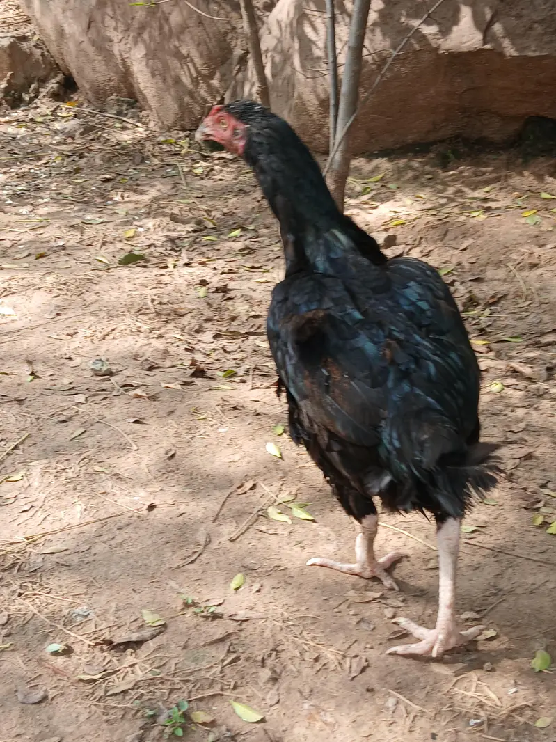 Aeel   heera pathay and black aseel  hen — photo 3
