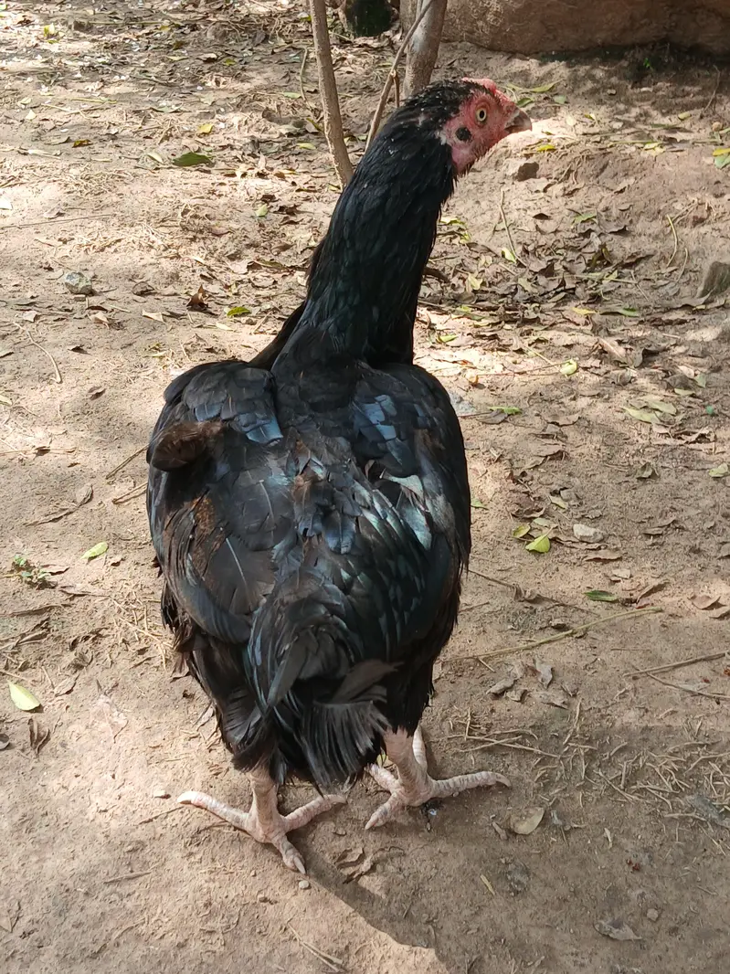 Aeel   heera pathay and black aseel  hen — photo 4