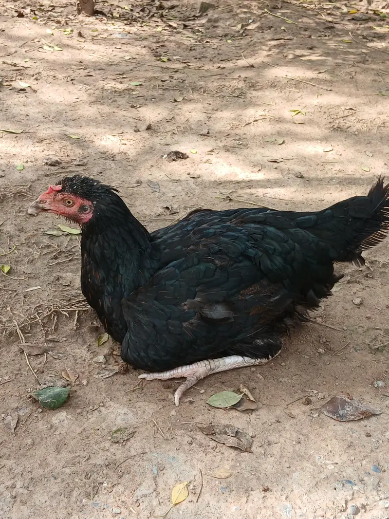 Aeel   heera pathay and black aseel  hen — photo 5