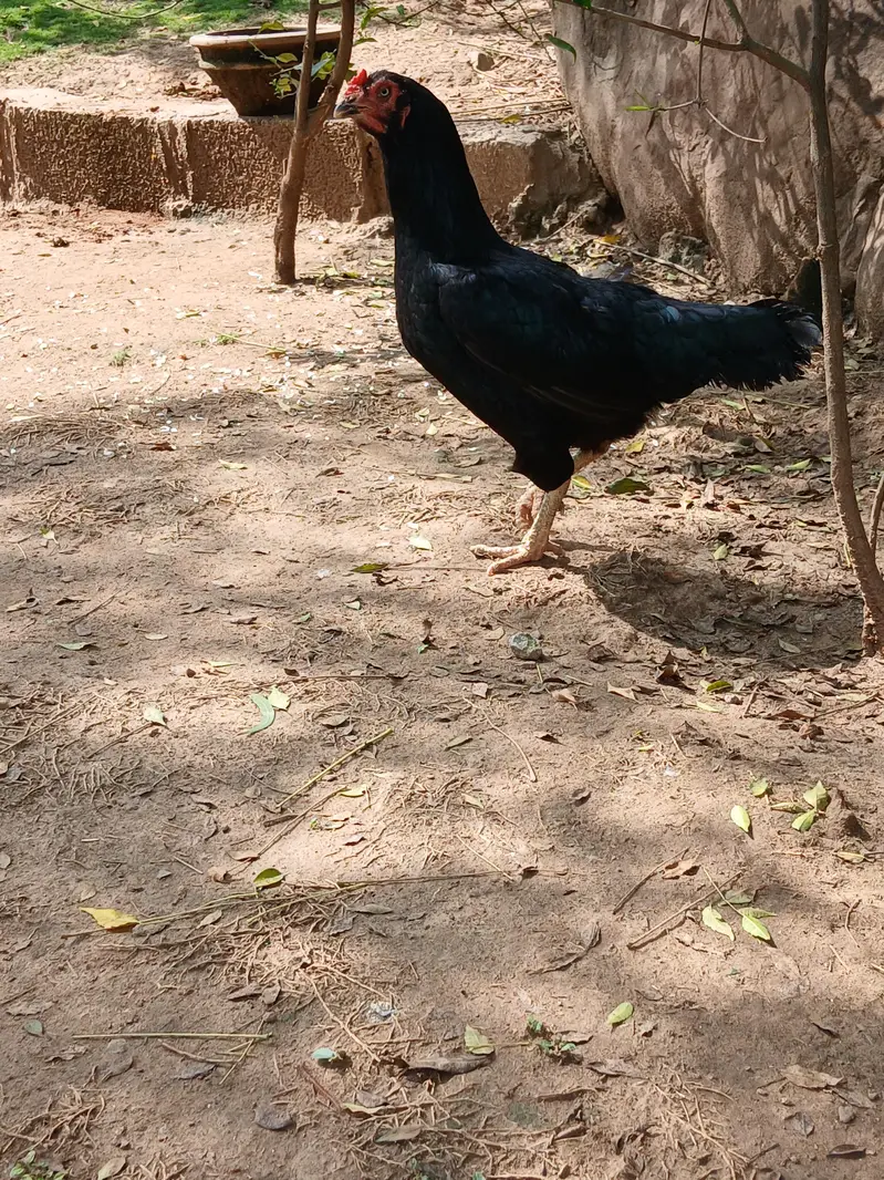 Aeel   heera pathay and black aseel  hen — photo 6