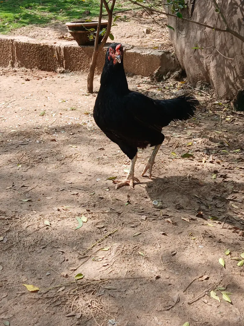 Aeel   heera pathay and black aseel  hen — photo 7