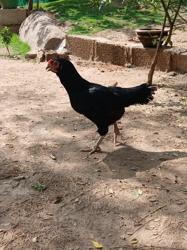 Aeel   heera pathay and black aseel  hen — photo 8