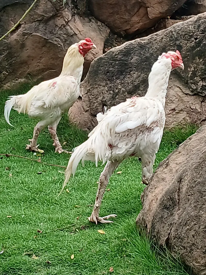 Aeel   heera pathay and black aseel  hen — photo 10