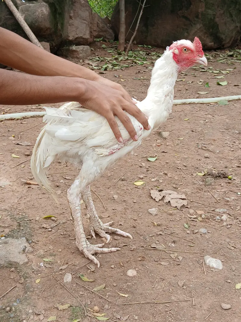 Aeel   heera pathay and black aseel  hen — photo 9