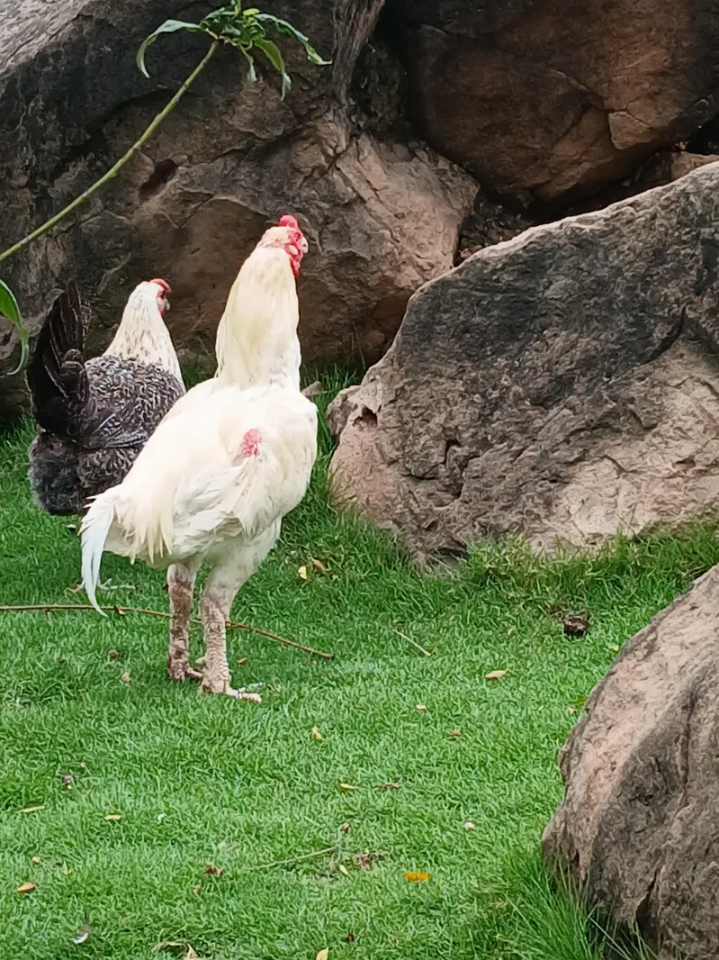 Aeel   heera pathay and black aseel  hen — photo 11
