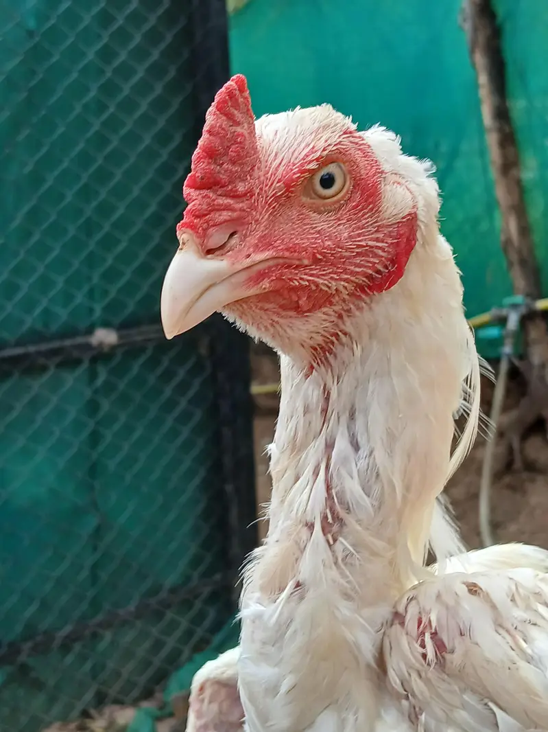 Aeel   heera pathay and black aseel  hen — photo 12