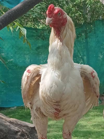 Aeel   heera pathay and black aseel  hen