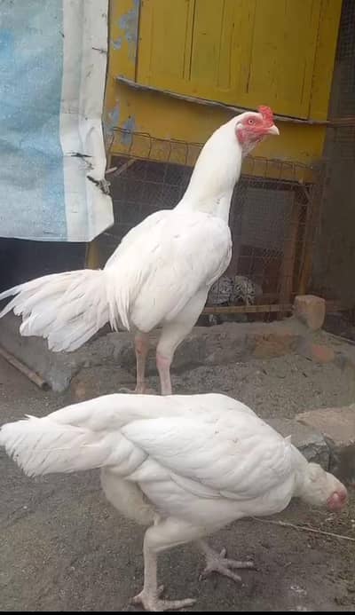 Heera patha for sale