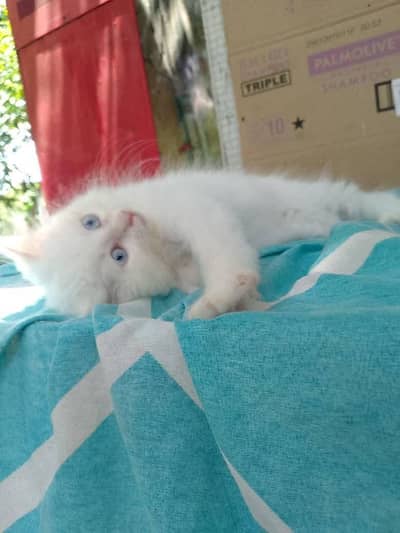 Persian cat for sale 2 month age available
