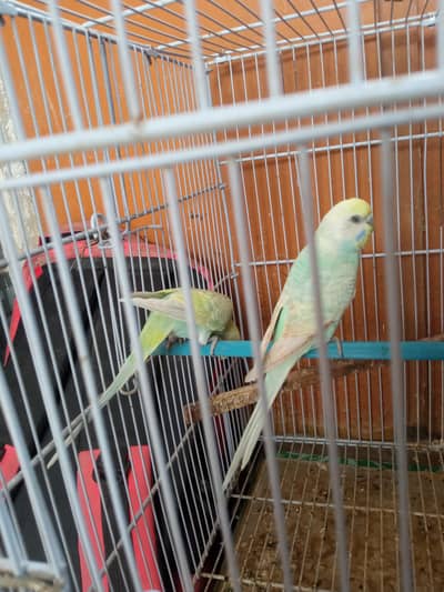 rambow pair for sell