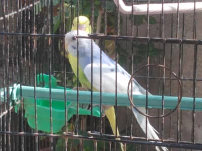 Budgies 10 male