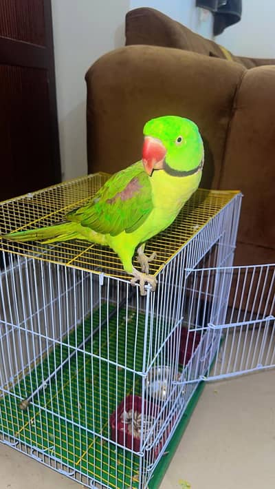 talkative Raw parrot male