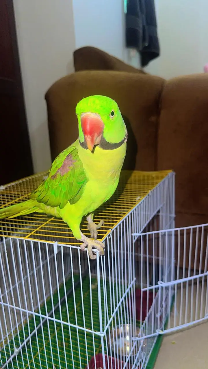talkative Raw parrot male — photo 2
